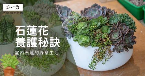 石蓮花風水|石蓮花養護秘訣：室內石蓮的綠意生活 